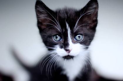 21432794_1065417950227896_7318478682310486006_n