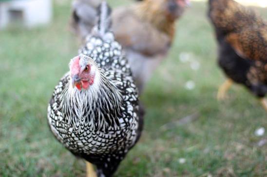 21766307_1077031095733248_974524632101059657_n