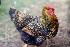 golden laced wyandotte chicken hen