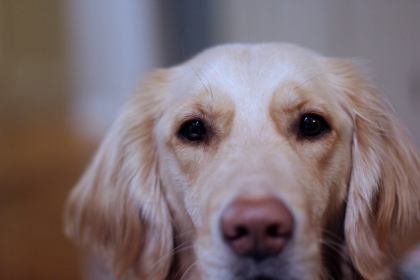 26230987_1162610800508610_3897789495582097022_n