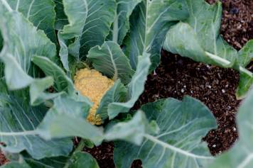 37196156_1331746493595039_5543687157085896704_n