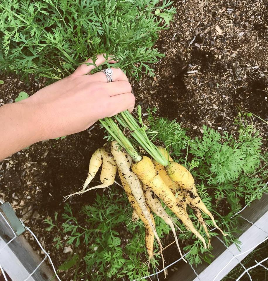Organic carrots. 5 tips for starting a garden. succession planting