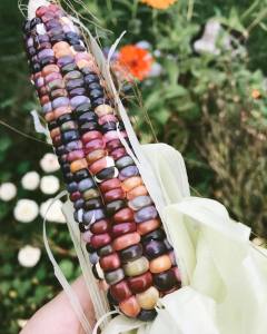 Glass gem corn grown in three sisters garden. using natural supports