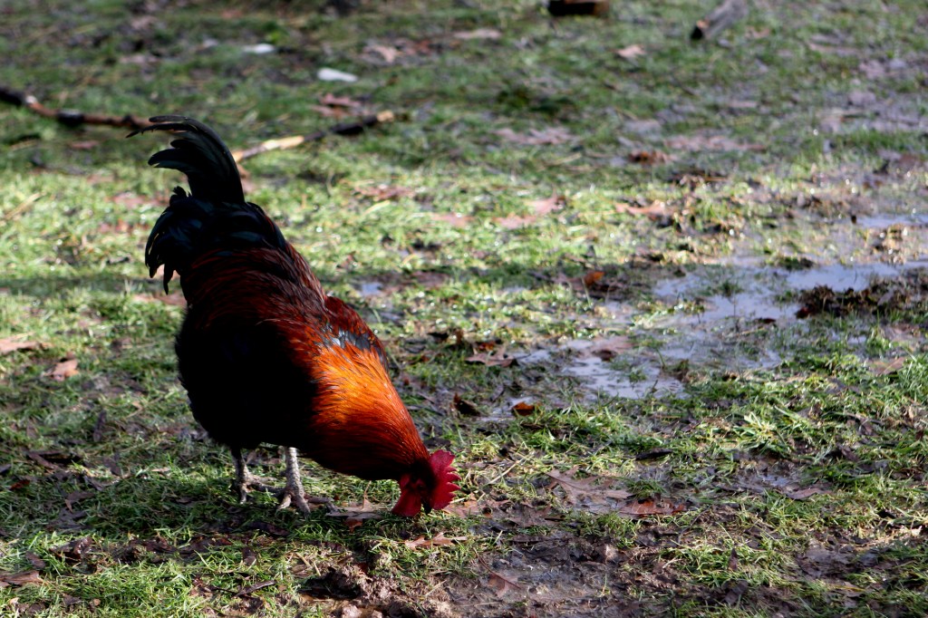 Black Copper Maran (BCM) rooster