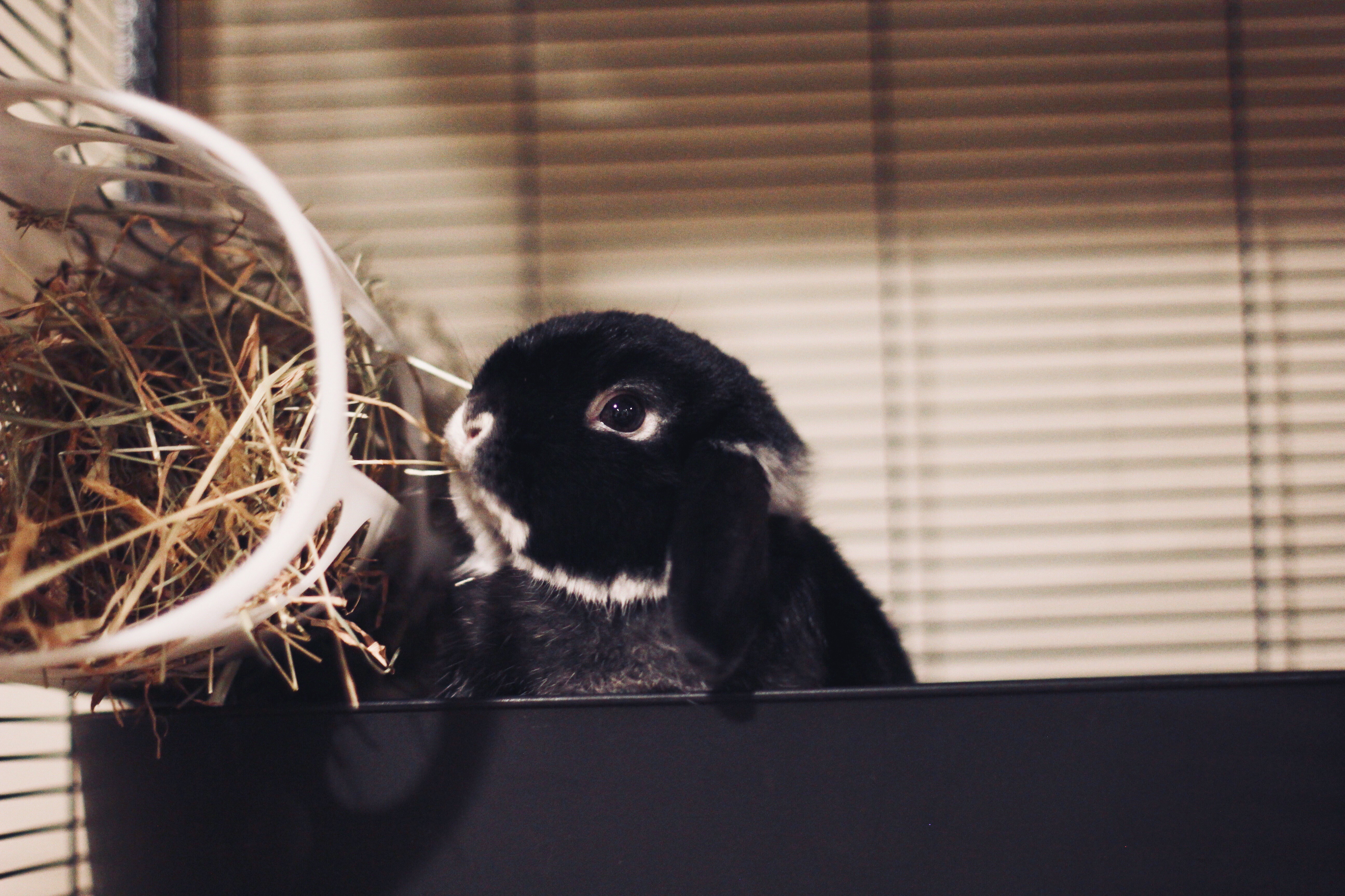 Holland Lop Bunny Eating Hay IKEA Hay Rack