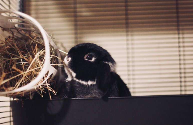Holland Lop Bunny Eating Hay IKEA Hay Rack