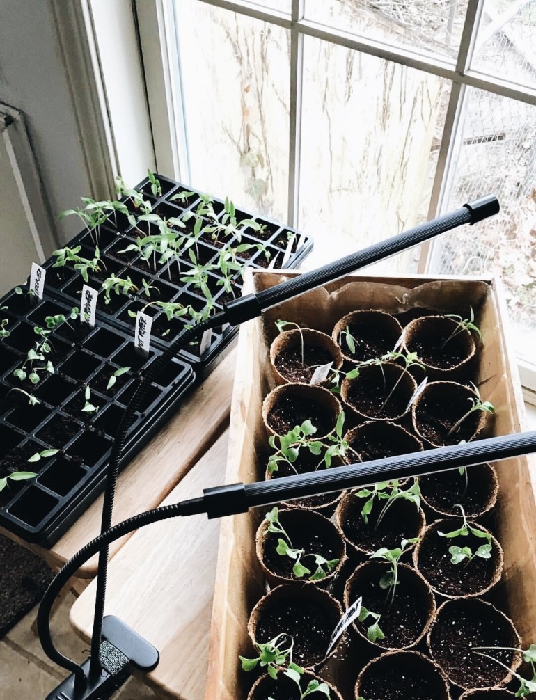 leggy seedlings need more light