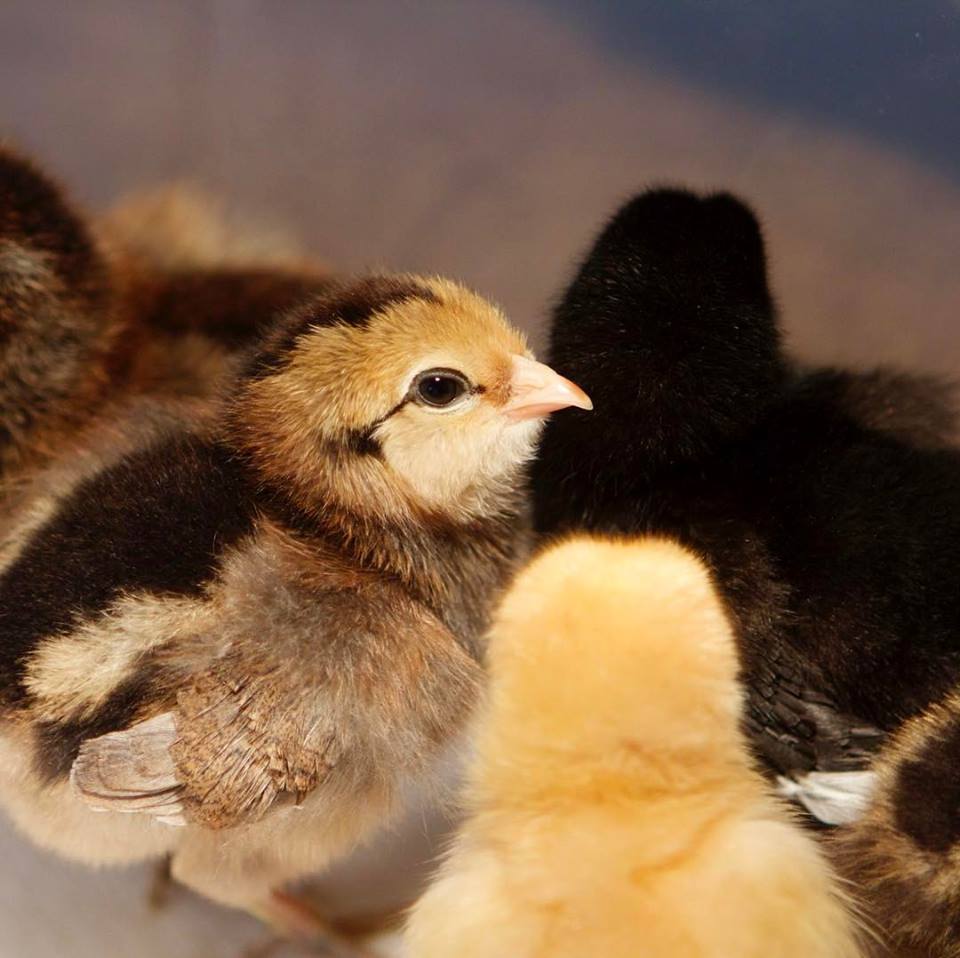 chicks purchased from a large hatchery