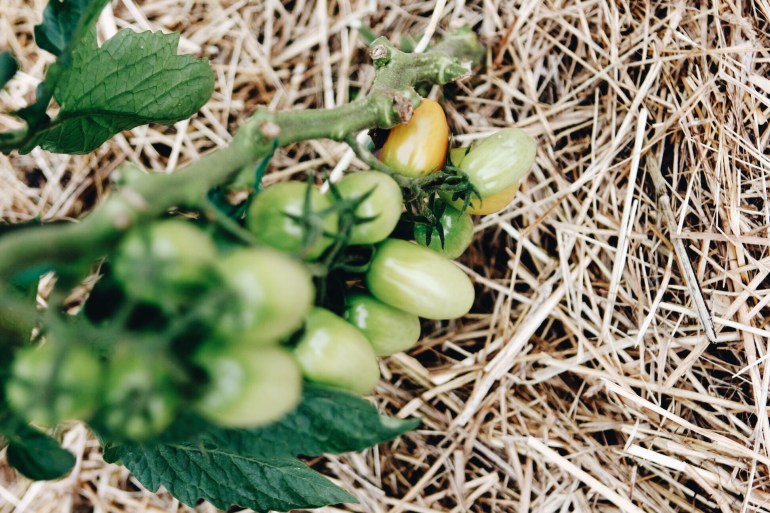 tips for starting a garden