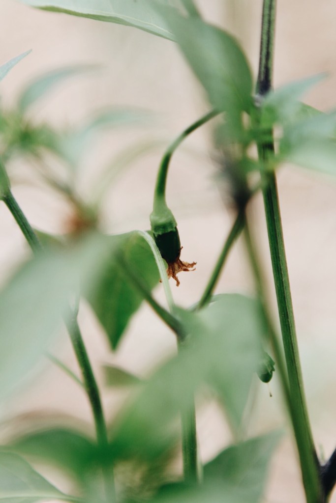 Serrano peppers grown for hot sauce. 5 tips for starting a garden