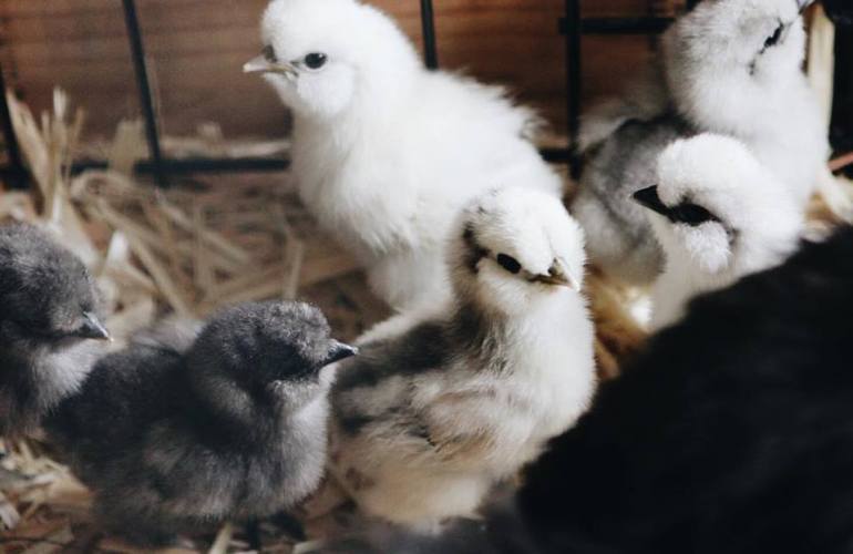 Silkie chicks hatched by broody hens