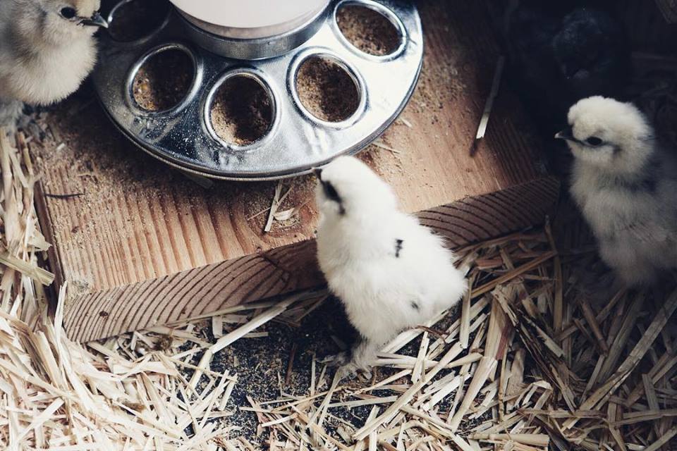Silkie chicks hatched by broody hens