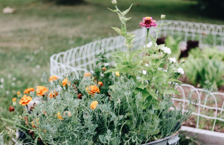 Flowers. 5 tips for starting a garden