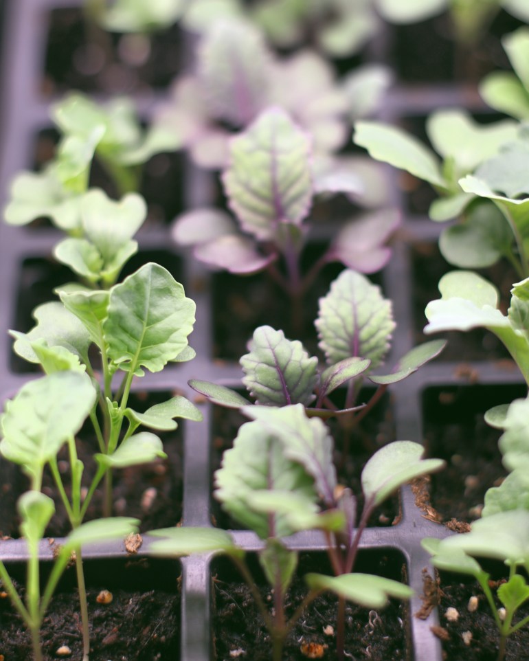 Seed starting 101: 5 steps for starting seeds