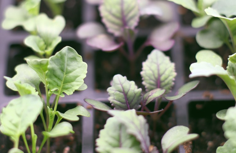 Seed starting 101: 5 steps for starting seeds