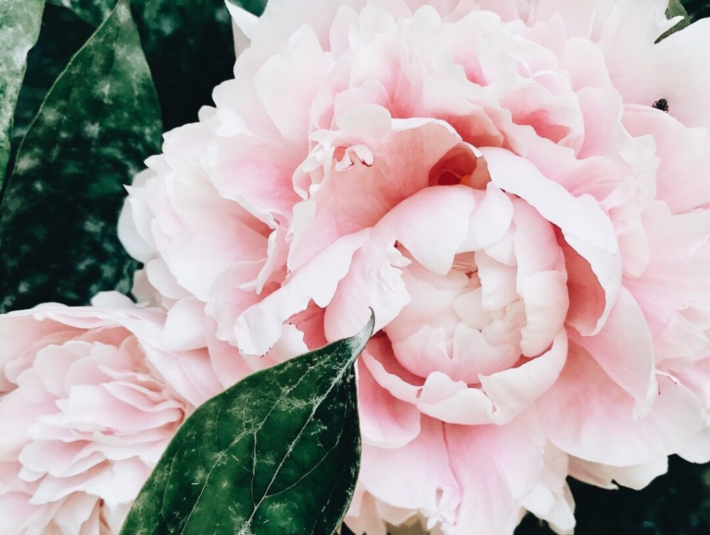 Peony flower. 5 tips for starting a garden