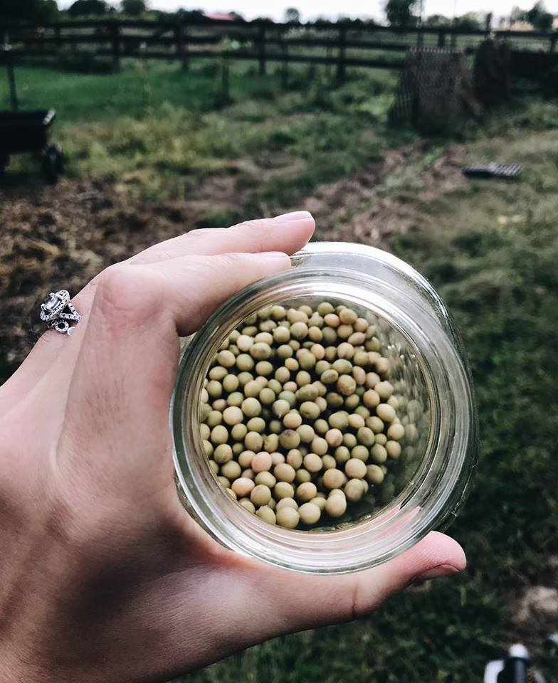 growing plant based protein in the garden