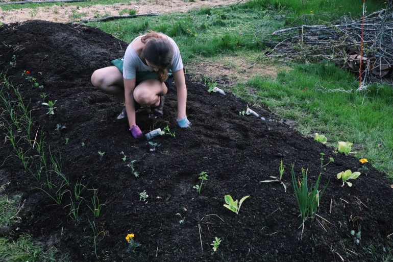 Planting in a Hugelkultur bed year one
