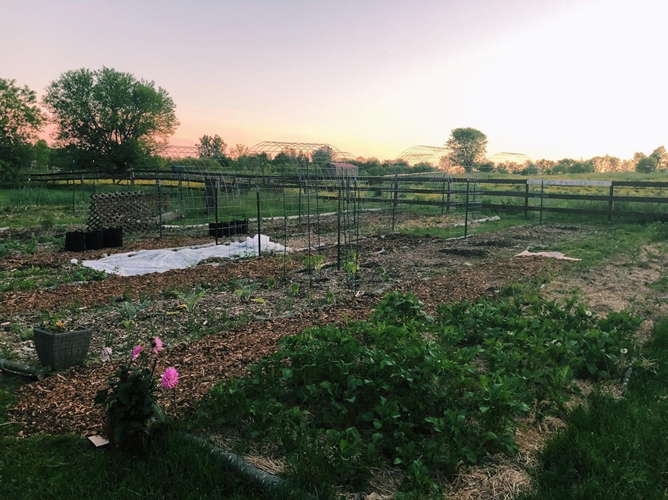 no till garden with potatoes growing in ruth stout bed