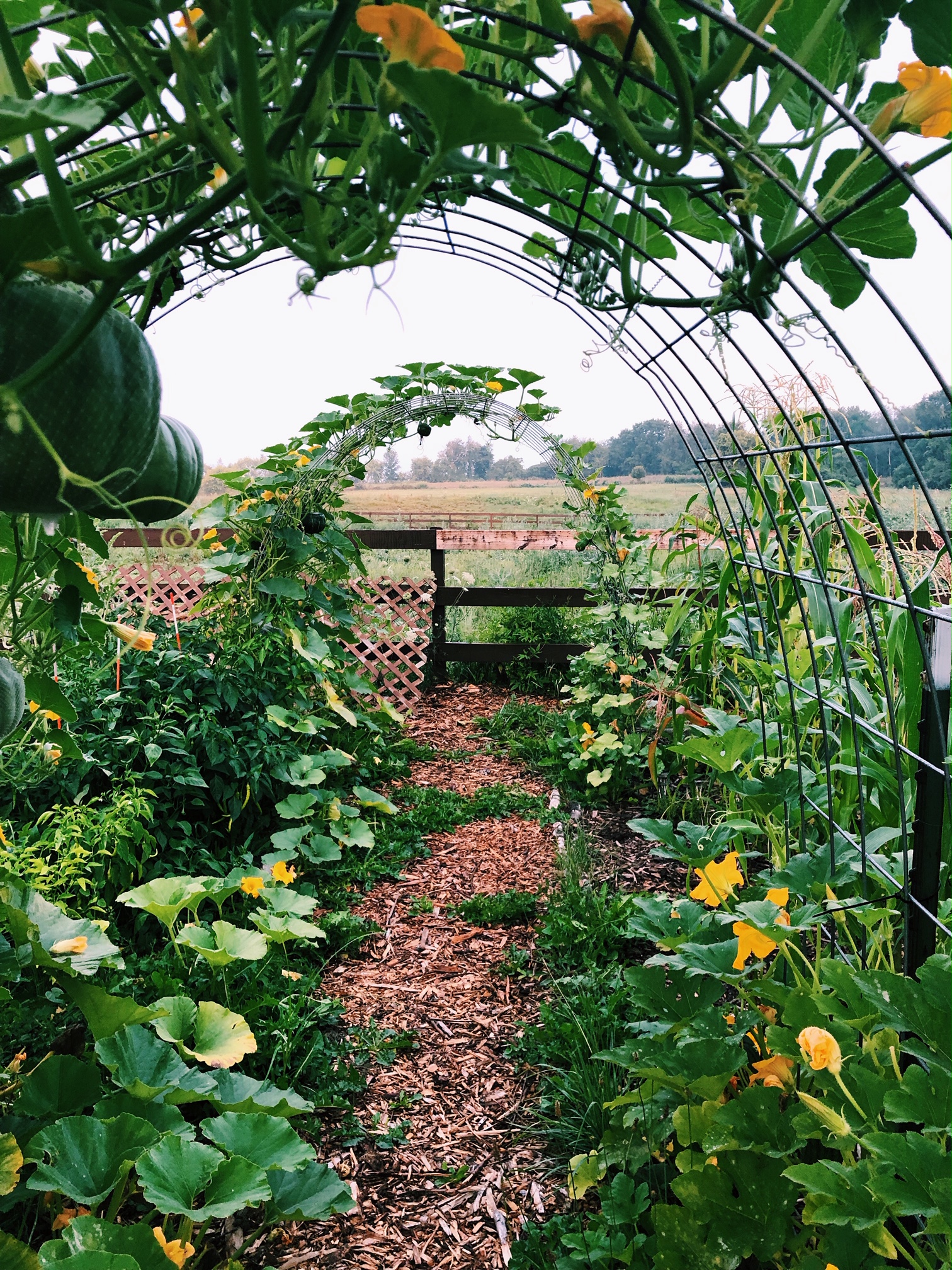 How to Start a Vegetarian or Vegan Homestead | Start a Garden