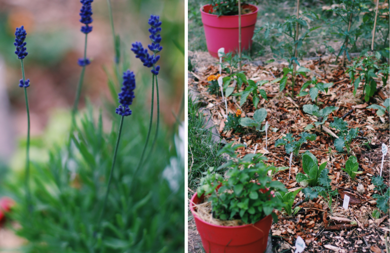 square foot gardening method complete guide