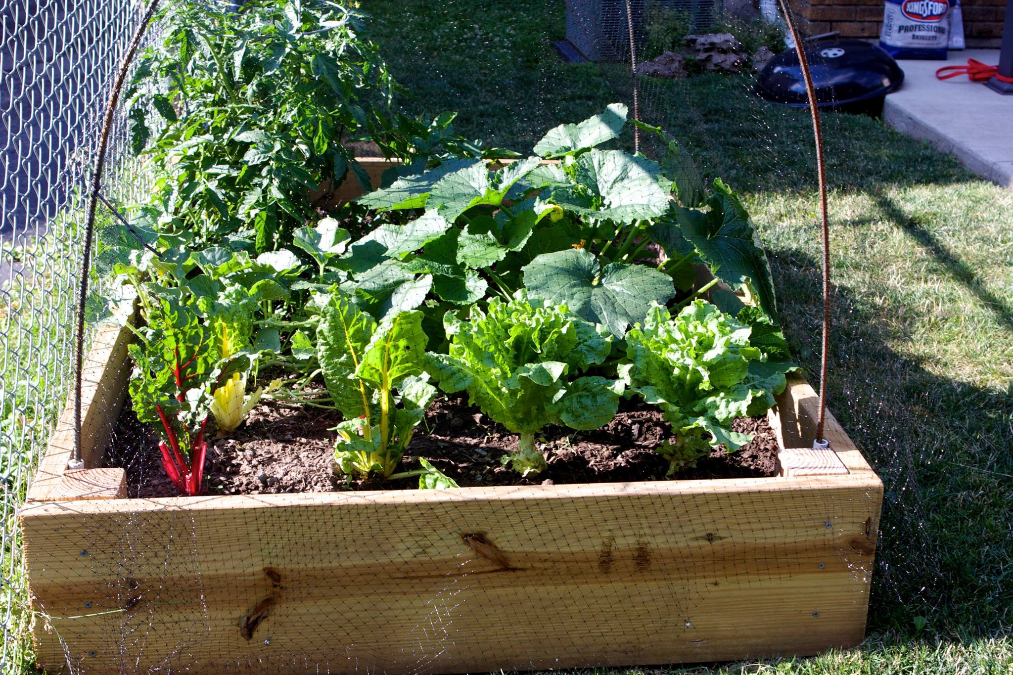 Square foot gardening method in urban or suburban backyards