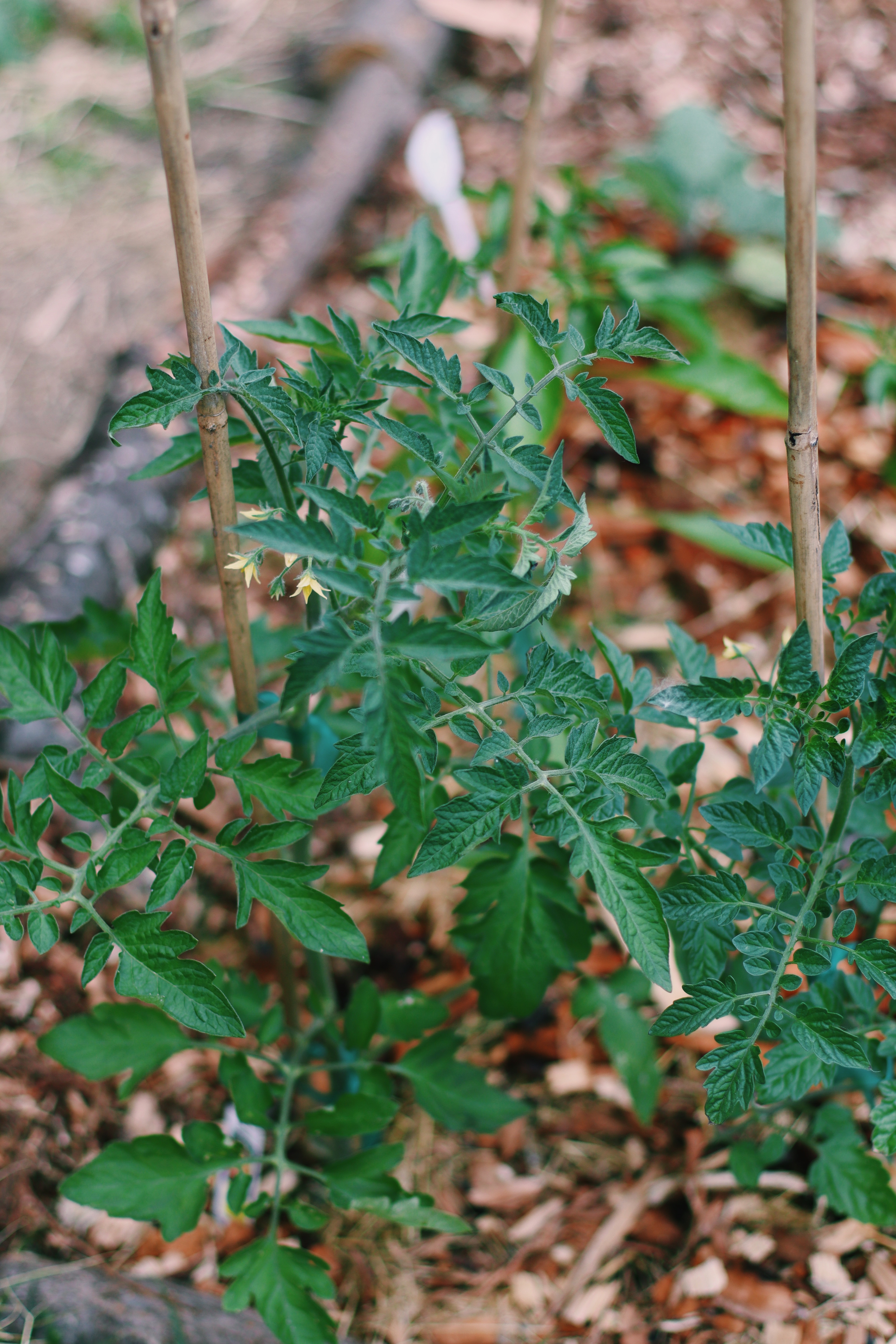 Growing Tomatoes using Square Foot Gardening Method