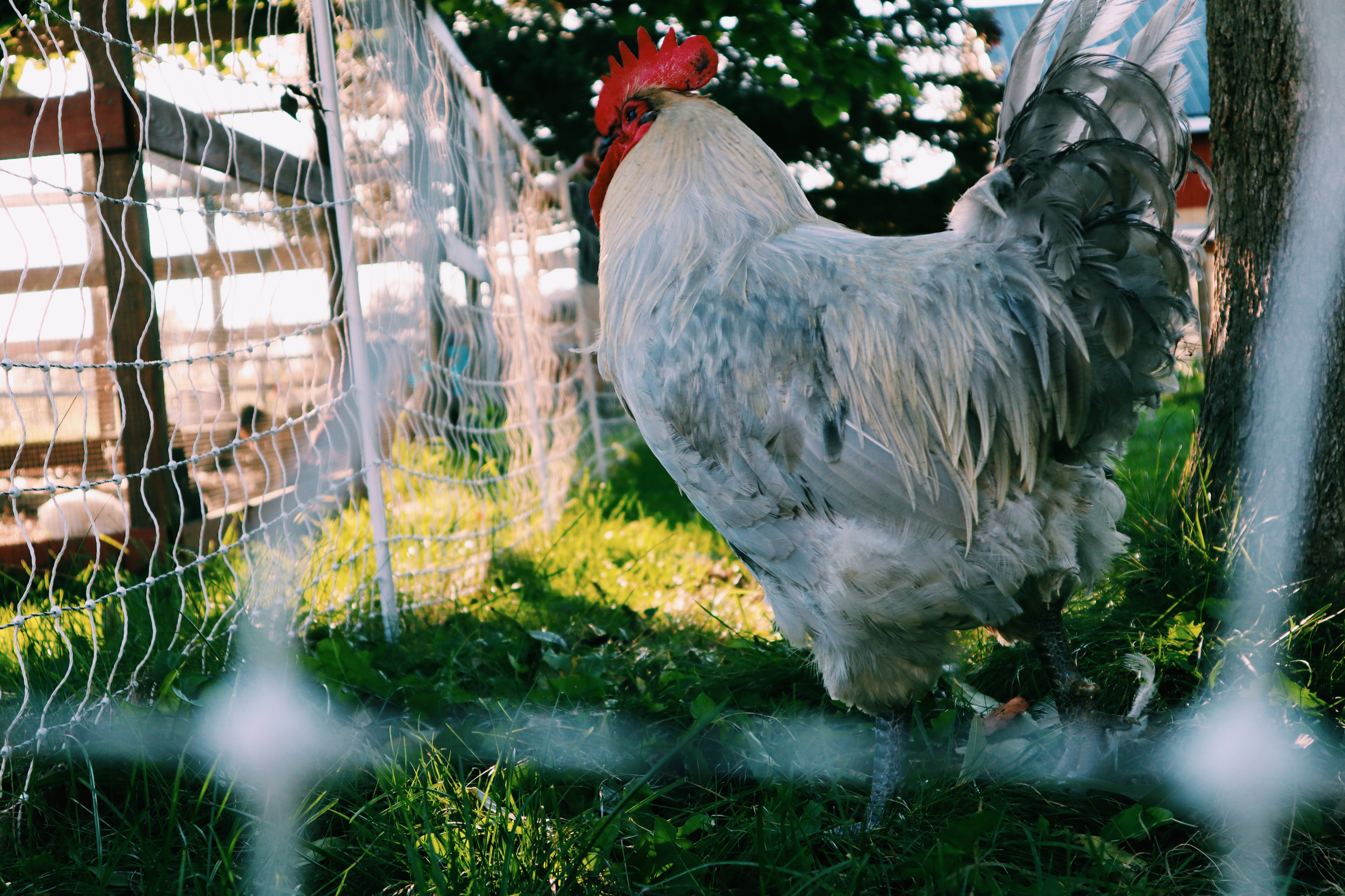 how to handle aggression in roosters