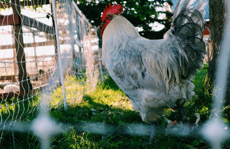 How to handle aggression in roosters