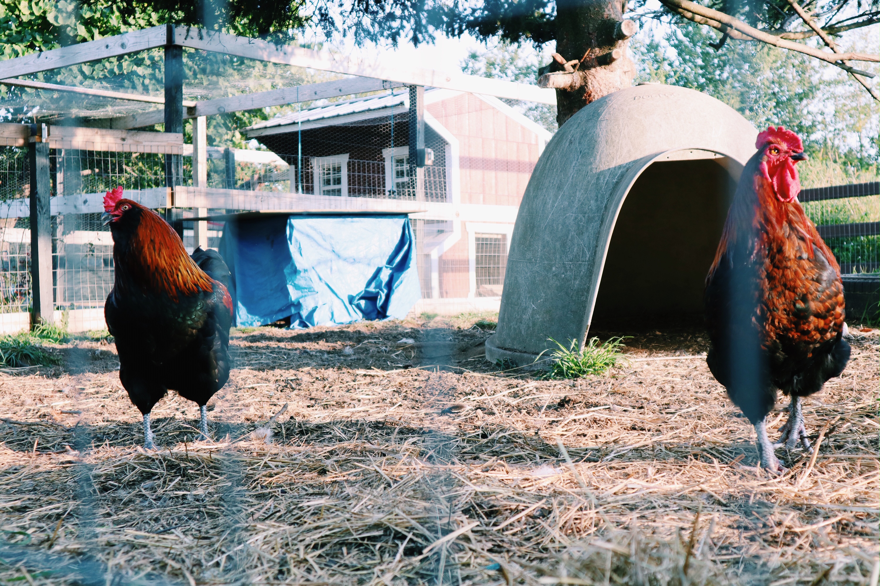 how to handle aggression in roosters