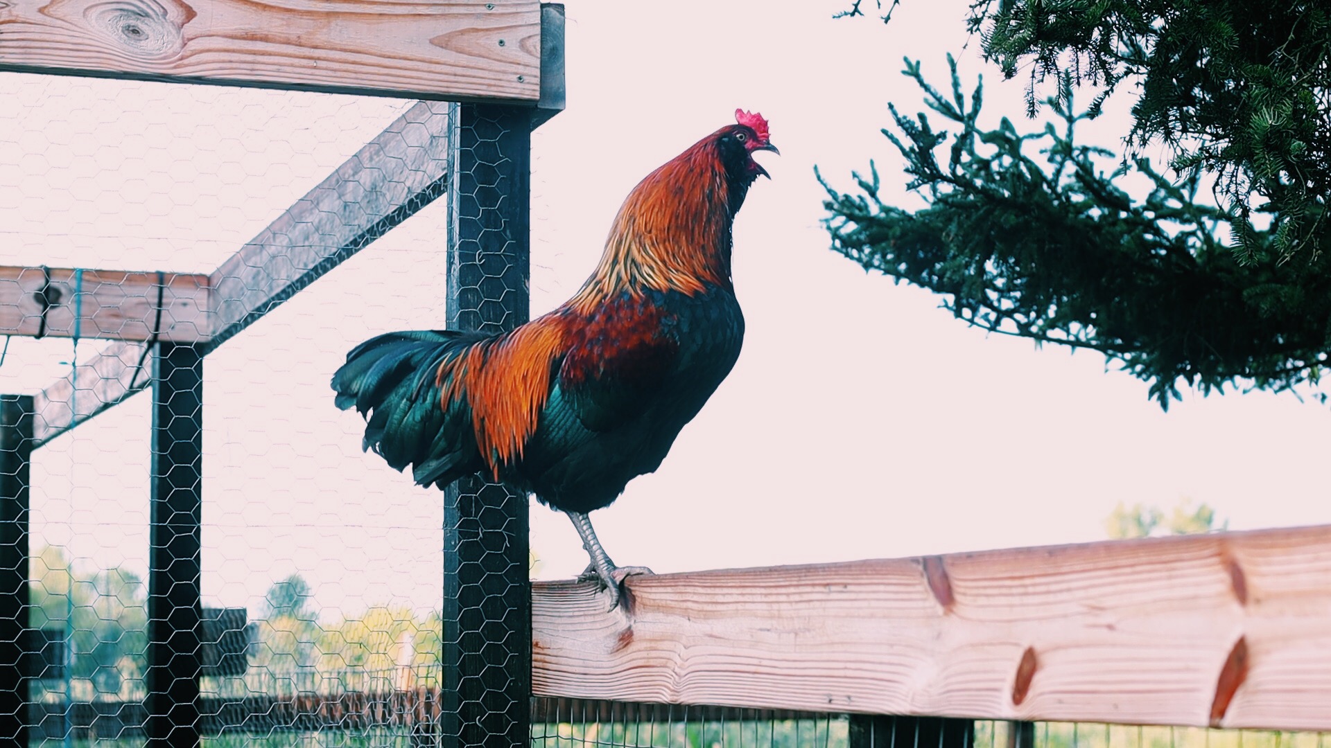 how to handle aggression in roosters