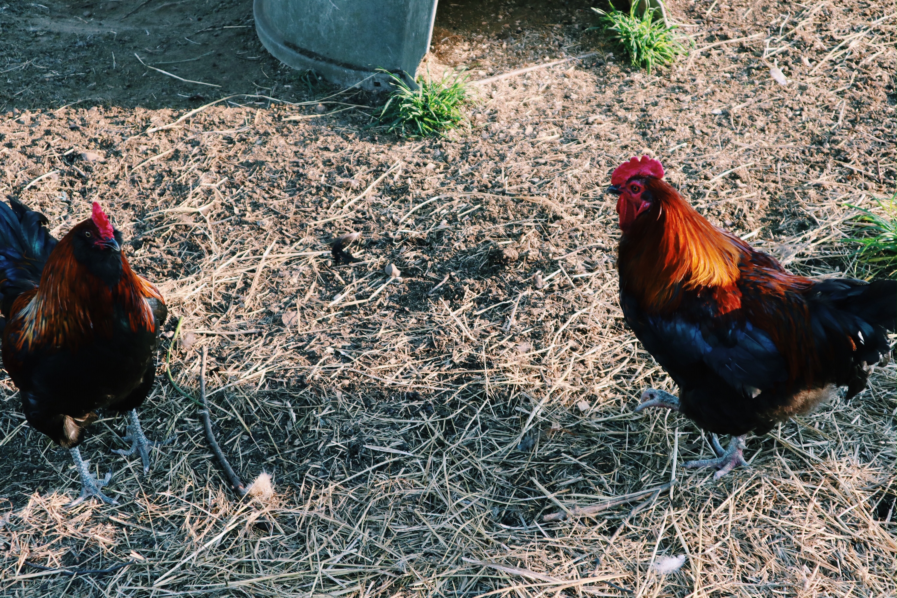 how to handle aggression in roosters