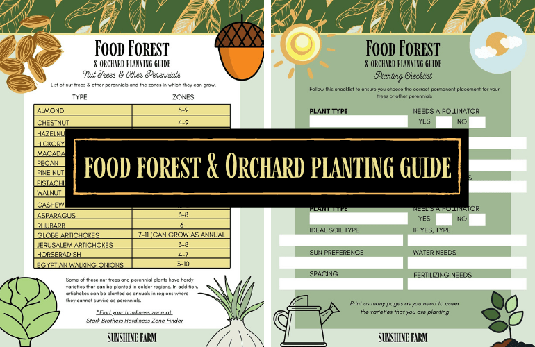 Food forest and orchard planting guide